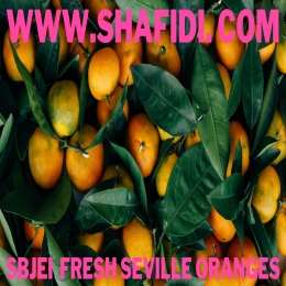 FRESH SEVILLE ORANGES